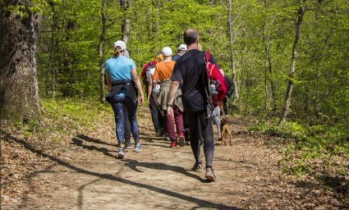 folk på vandretur i en skov