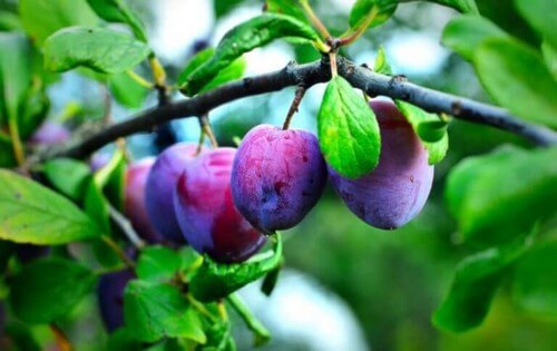 Et træ med blommer