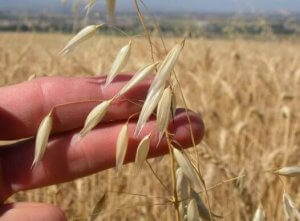 To lækre og nemme opskrifter med havregryn