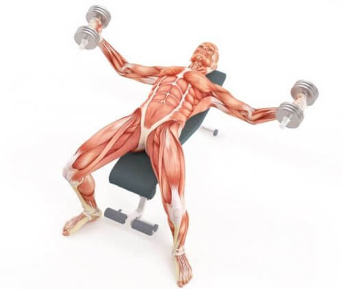 diagram for svømmere