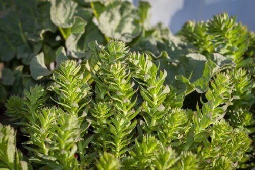 Rhodiola Rosea: Et adaptogen til sport