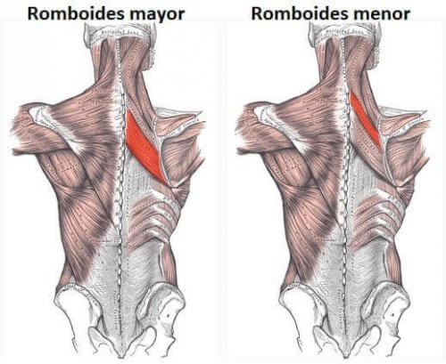 anatomisk tegning af rhombemusklerne