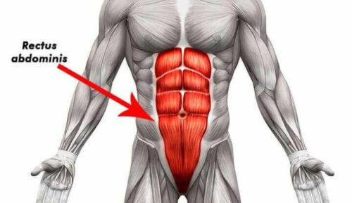 anatomisk tegning af mavemusklerne