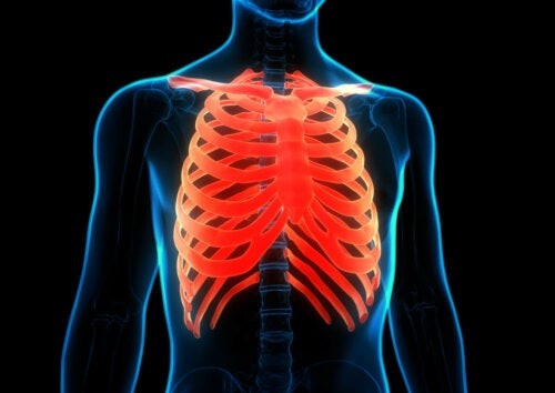 Illustration af ribbenene i menneskekroppen