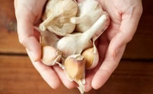 hånd fuld af hvidløgsfede